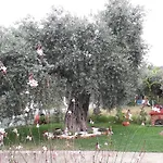 Elia 스칼라소티로스